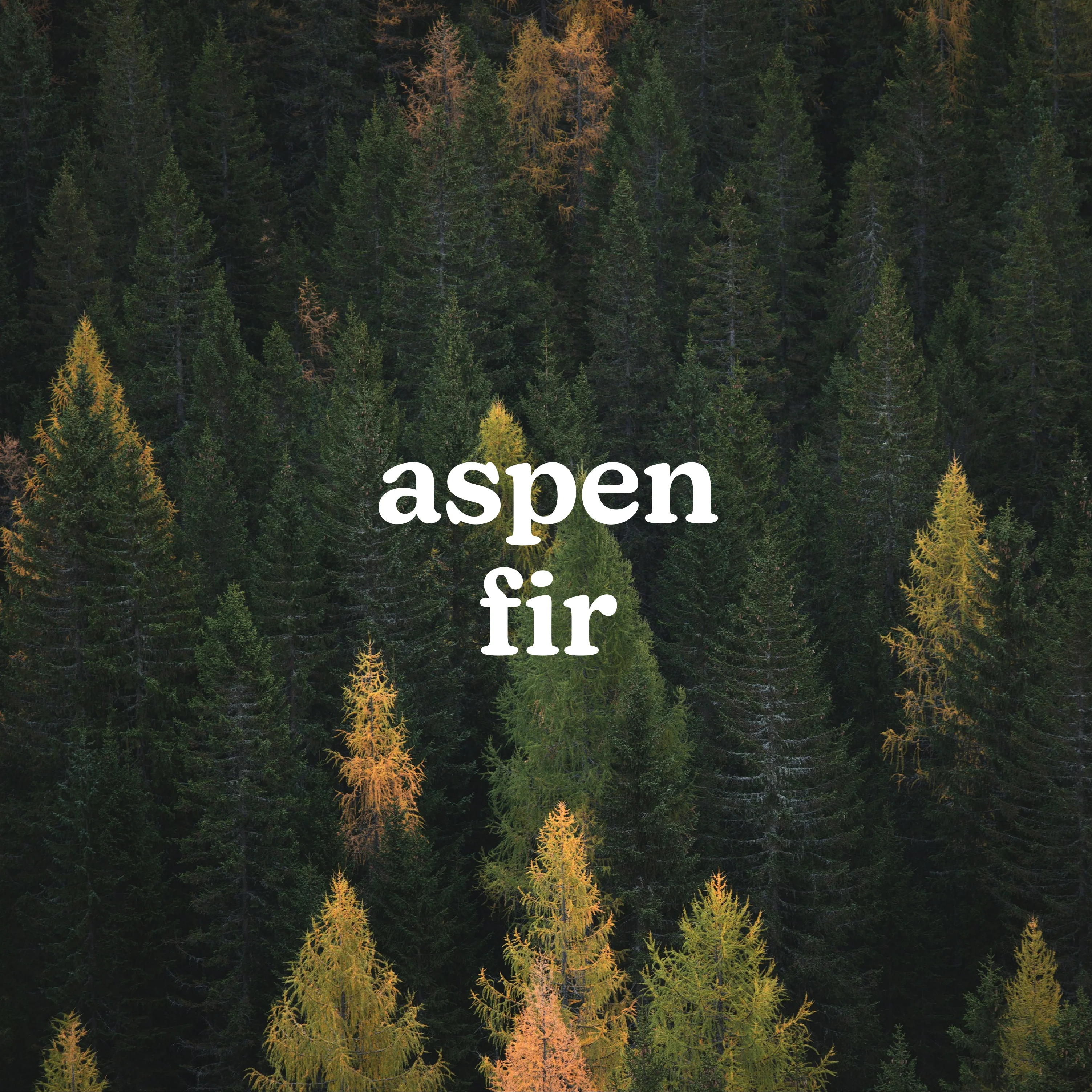 SereneScent™ Aspen Fir 120ml - Image 2