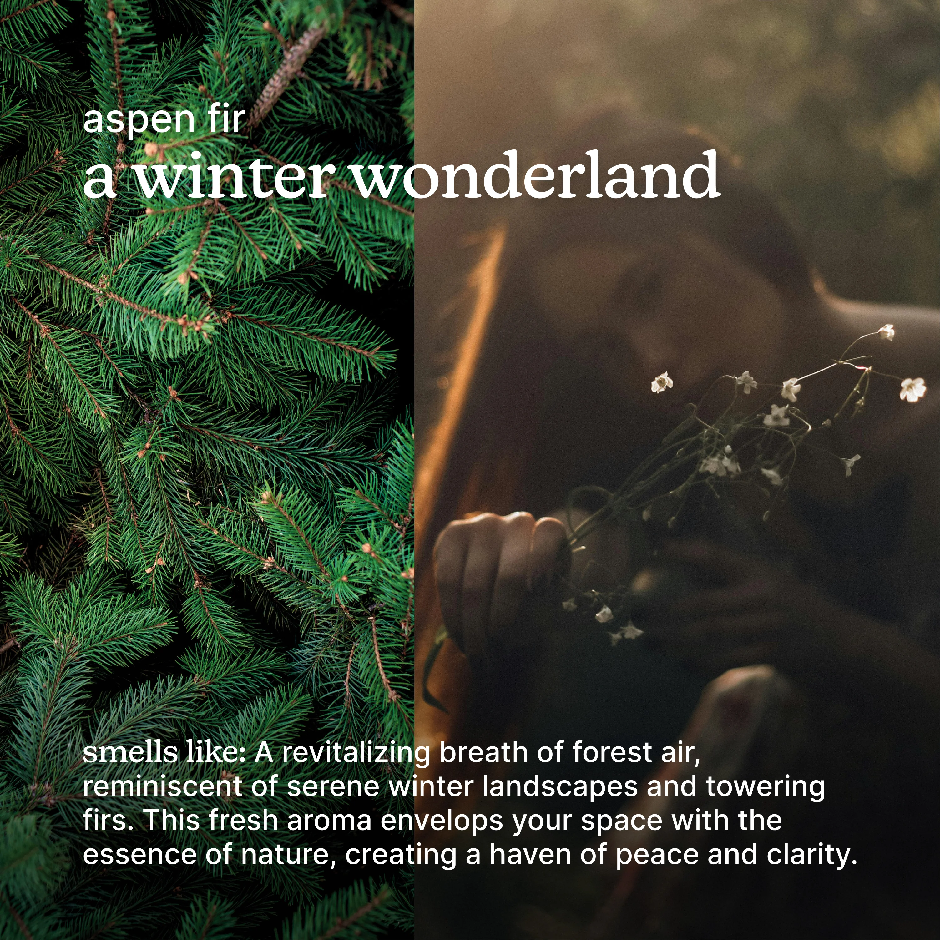 SereneScent™ Aspen Fir 120ml - Image 3