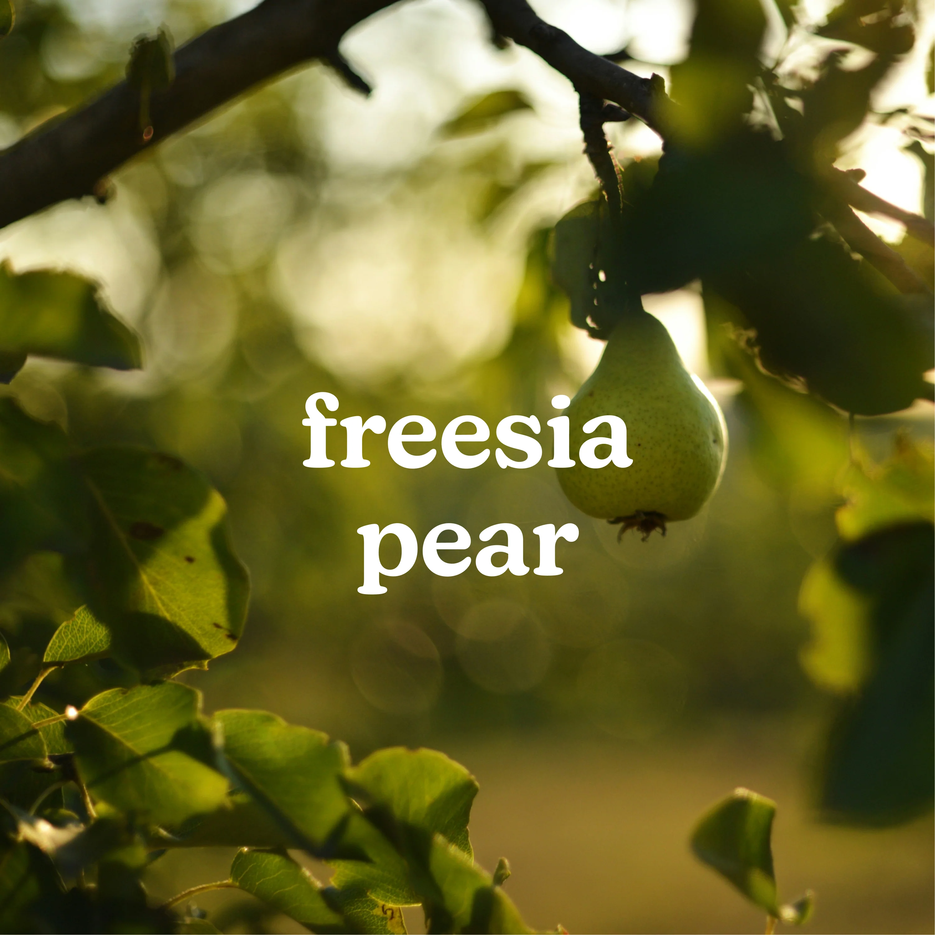 SereneScent™ Freesia Pear - Image 2